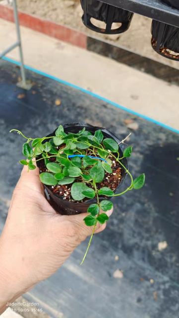 Hoya sp. tengchongensis