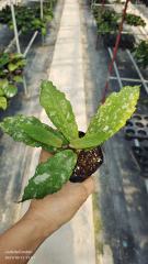 hoya undulata