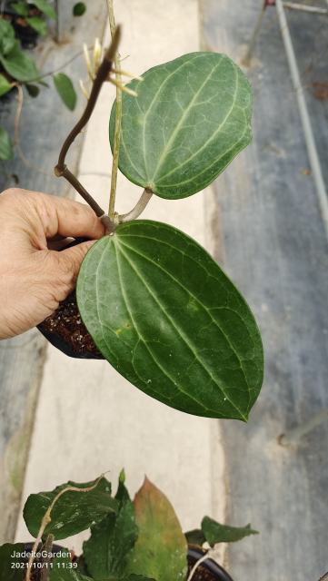 Hoya latifolia ssp. purple
