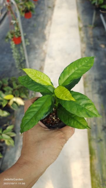 Hoya multiflora variegata