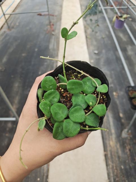 Hoya serpens