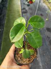 Hoya ariadna