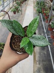 Hoya carnosa ssp. 073