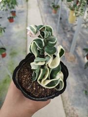 Hoya compacta albomarginata regalis