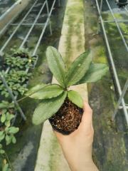 Hoya erythrina