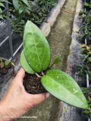 Hoya fusco marginata/Hoya cv.Noelle