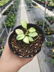 Hoya heuschkeliana variegata