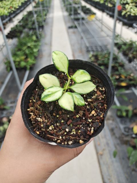 Hoya heuschkeliana variegata