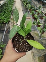 Hoya inconspicua