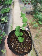 Hoya kanyakumariana