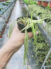 Hoya linearis
