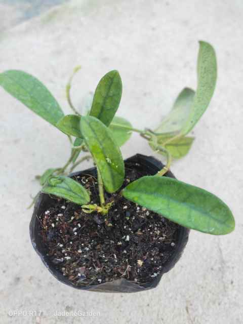 Hoya lyi splash