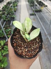 Hoya walliniana variegata