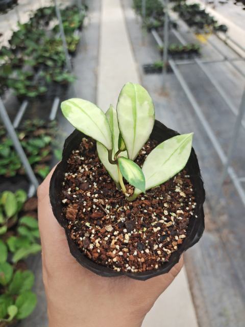 Hoya walliniana variegata