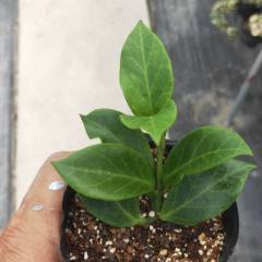 Hoya cv. sunrise