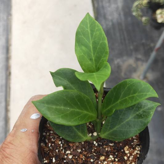 Hoya cv. sunrise
