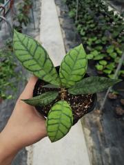 Hoya callistophylla