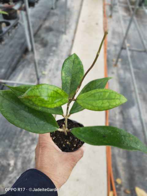 Hoya cv. jennifer