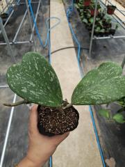Hoya kerrii splash