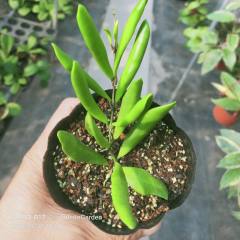 Hoya loheri