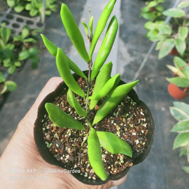 Hoya loheri