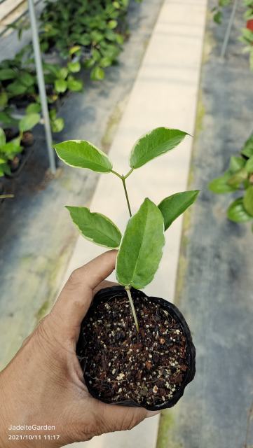 Hoya kenejiana albomarginata