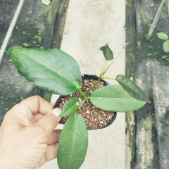Hoya archboldiana ssp. white
