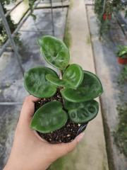 Hoya carnosa clinton (jad017)