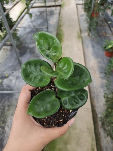 Hoya carnosa clinton (jad017)