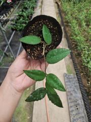 Hoya caudata ssp. red