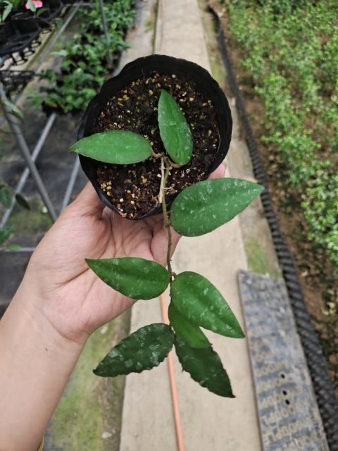 Hoya caudata ssp. red