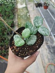 Hoya cv. mathilde splash