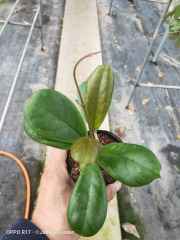 Hoya cv. viola