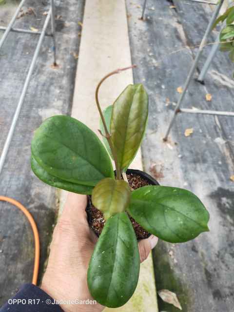 Hoya cv. viola