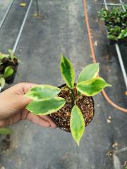 Hoya diversifolia albomarginata