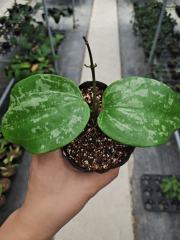 Hoya macrophylla spalsh
