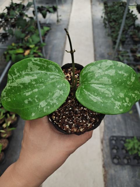 Hoya macrophylla spalsh
