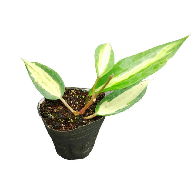 Hoya macrophylla variegata