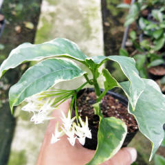 Hoya multiflora albomarginata