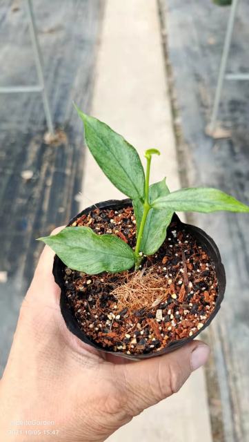 Hoya polyneura broget