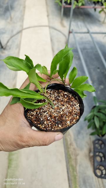 Hoya soidaoensis