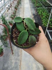 Hoya sp. EPC-215 (Hoya sp. aff. thomsonii)