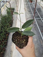Hoya thomsonii