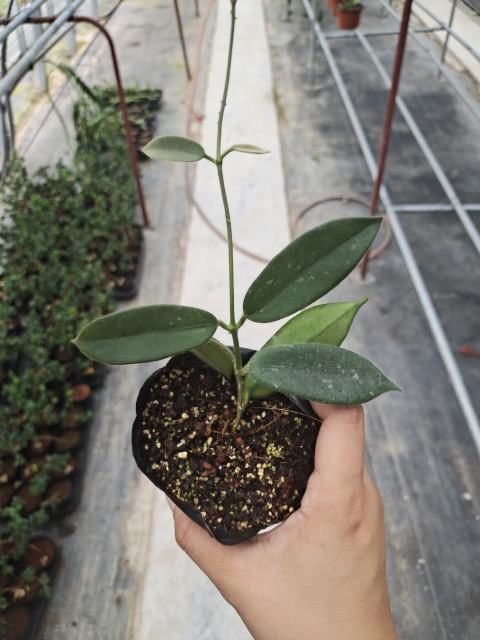 Hoya thomsonii