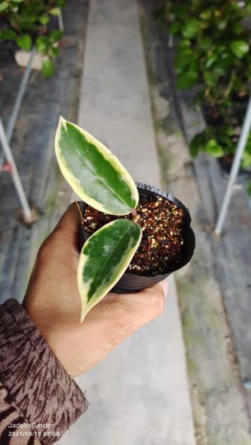 Hoya verticillata var. yangzhi albomarginata