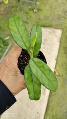 Hoya villosa