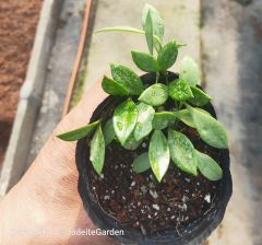 hoya pubera splash