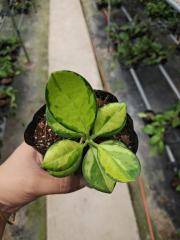 Hoya australis variegata