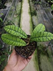 Hoya callistophylla long leaf