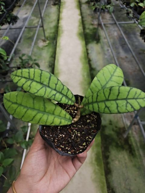 Hoya callistophylla long leaf